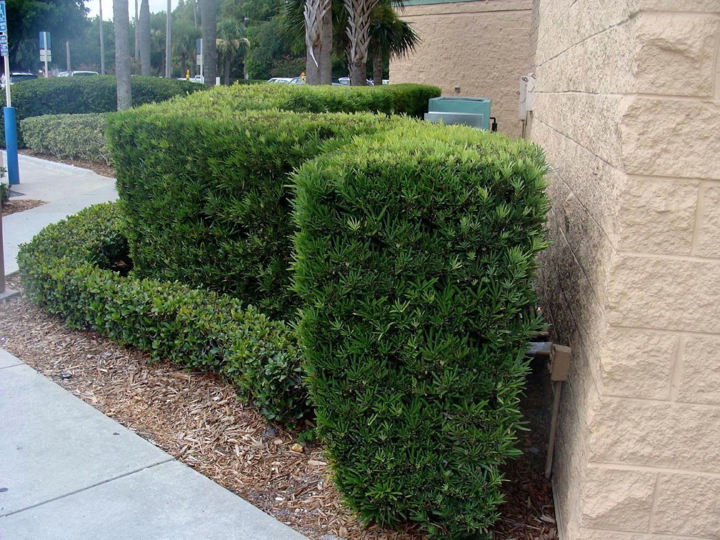 Podocarpus Japanese Yew | 30 Live Plants | Podocarpus Macrophyllus | Evergreen Shrub, Low Maintenance, Drought Tolerant, Privacy Screen, Landscaping Plant, Fast Growing, Ornamental Foliage