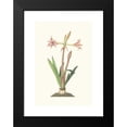 thumbnail image 2 of Priscilla Susan Bury 18x24 Black Modern Framed Museum Art Print Titled - Amaryllis Vittata (Smaller) (1834), 2 of 5