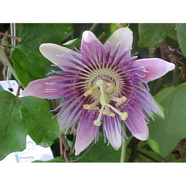 RARE SEEDS! Yellow fruit Passion flower -10 Seeds -butterflies love  tropical blooms -Groundcover or trellis vine -Passiflora edulis var  flavicarpa