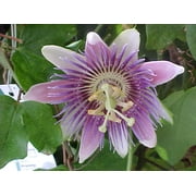 SEED PACK - -- RARE SEEDS!  Yellow fruit Passion flower -10 Seeds - tropical blooms -Groundcover or trellis vine -Passiflora edulis var flavicarpa-See Description