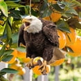 thumbnail image 1 of Cqxid Hibou Déserreur Oiseau Effrayer Plat Jardin Épouvantail Leurre Ruban Réfléchissant, 1 of 4