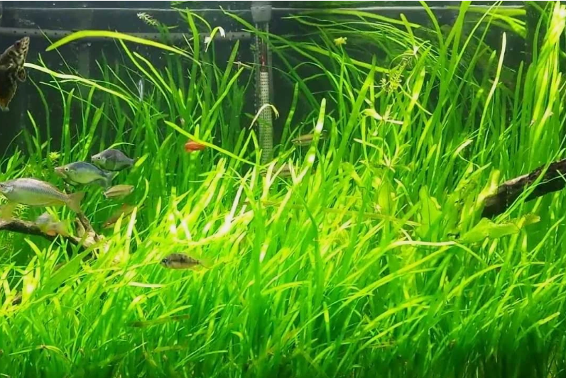 15 Jungle Vallisneria Live Aquarium Plants – Freshwater Easy Background Plants