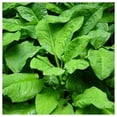 thumbnail image 2 of Everwilde Farms - 1 lb Skunk Cabbage Native Wildflower Seeds - Gold Vault Bulk Seed Packet, 2 of 2