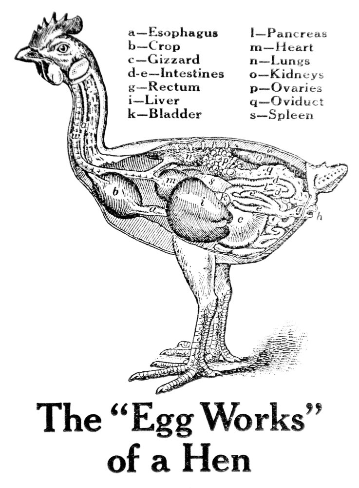 Historic Anatomical