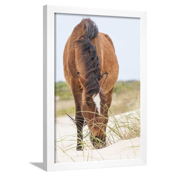 Wild Mustangs in Currituck National Wildlife Refuge, Corolla, Outer Banks, North Carolina, Animals Framed Art Print Wall Art by Michael DeFreitas Sold by Art.Com