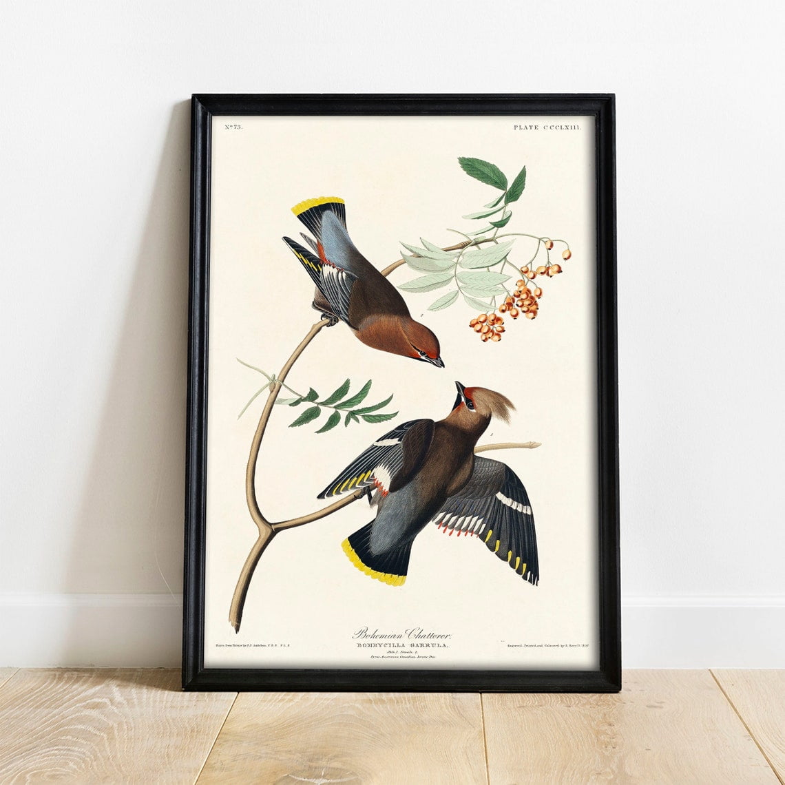 Audubons Bohemian Chatterer Vintage Bird Illustration Wall Art Print Nature Inspired Living Room Decor