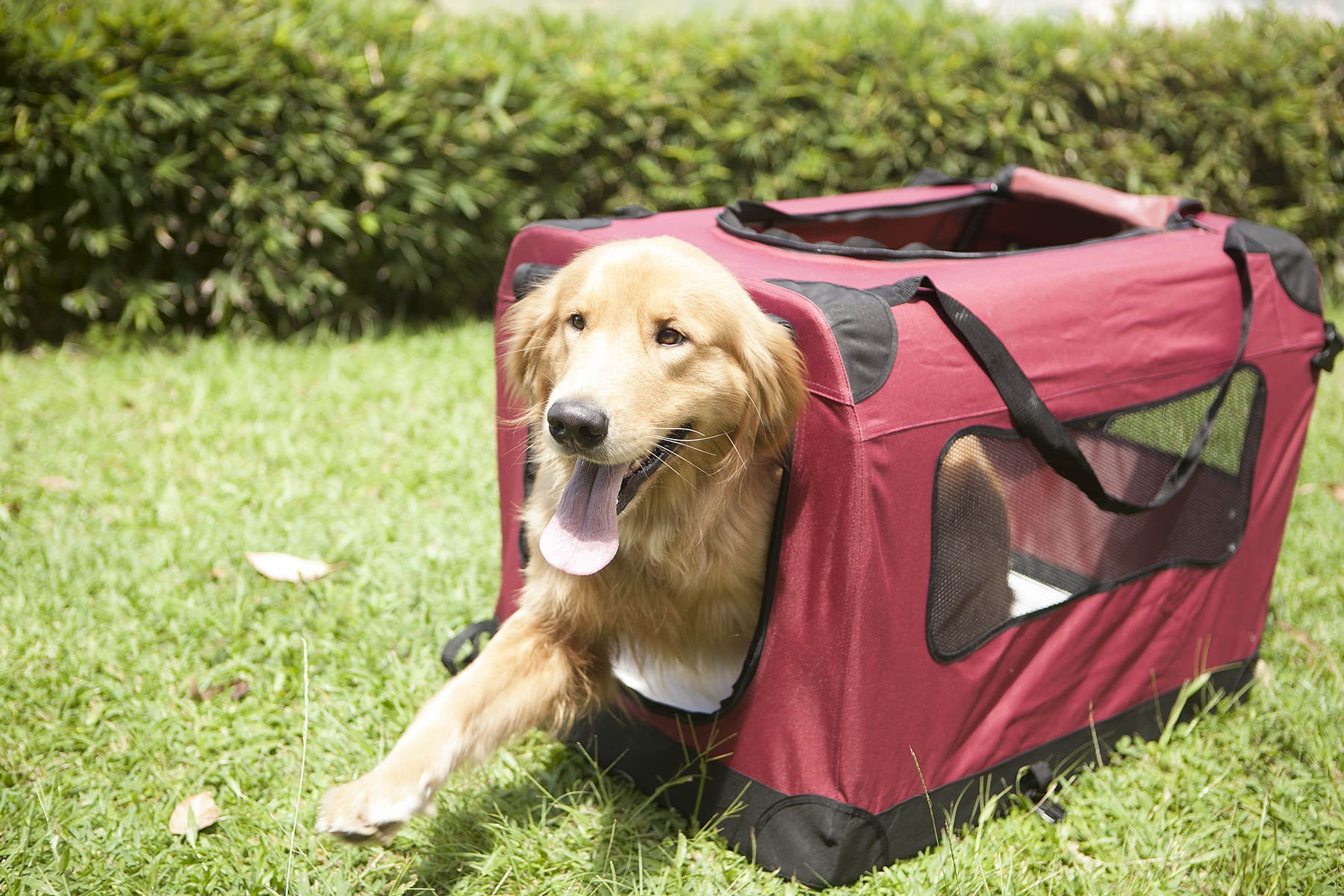 2PET Foldable Dog Crate Soft, Easy to Fold & Carry Dog Crate for