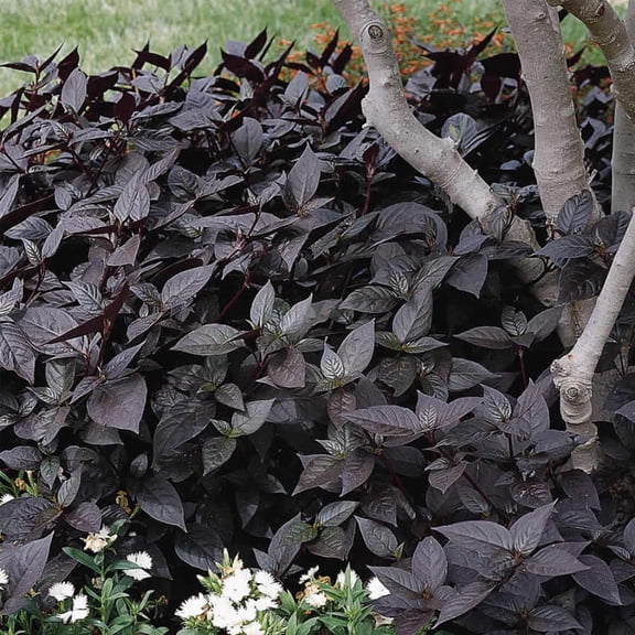 Mountain Valley Seed Company 100 Alternanthera Plant Seeds, Extremely Dark Purple Foliage
