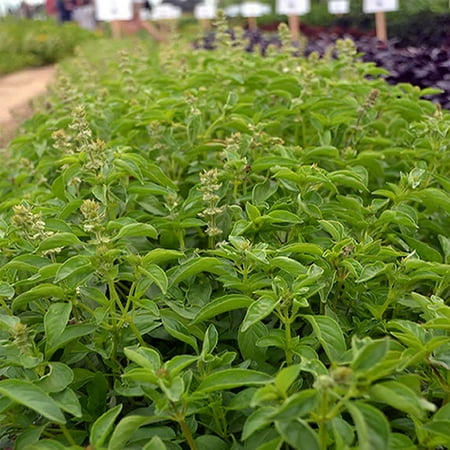 Annual Herb - Lime Basil Herb Garden Seeds - 1 Oz - Non-GMO, Heirloom, Annual Culinary Gardening Seeds - Ocimum basilicum