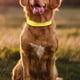 thumbnail image 5 of Collar de perro con Flash Ajustable Glow Neck Loop Arnés de perro luminoso Suministros de nylon Accesorios Luz de noche LED para Pet , amarillo, l Yinane Collar luminoso, 5 of 8