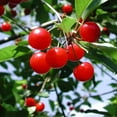 thumbnail image 2 of Expert Gardener 2-3 ft. Tall North Star Cherry Semi Dwarf Live Tree in 3- Gallon Grower Pot, 2 of 6