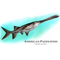 thumbnail image 3 of CafePress - American Paddlefish Mug - 11 oz Ceramic Mug - Novelty Coffee Tea Cup, 3 of 6