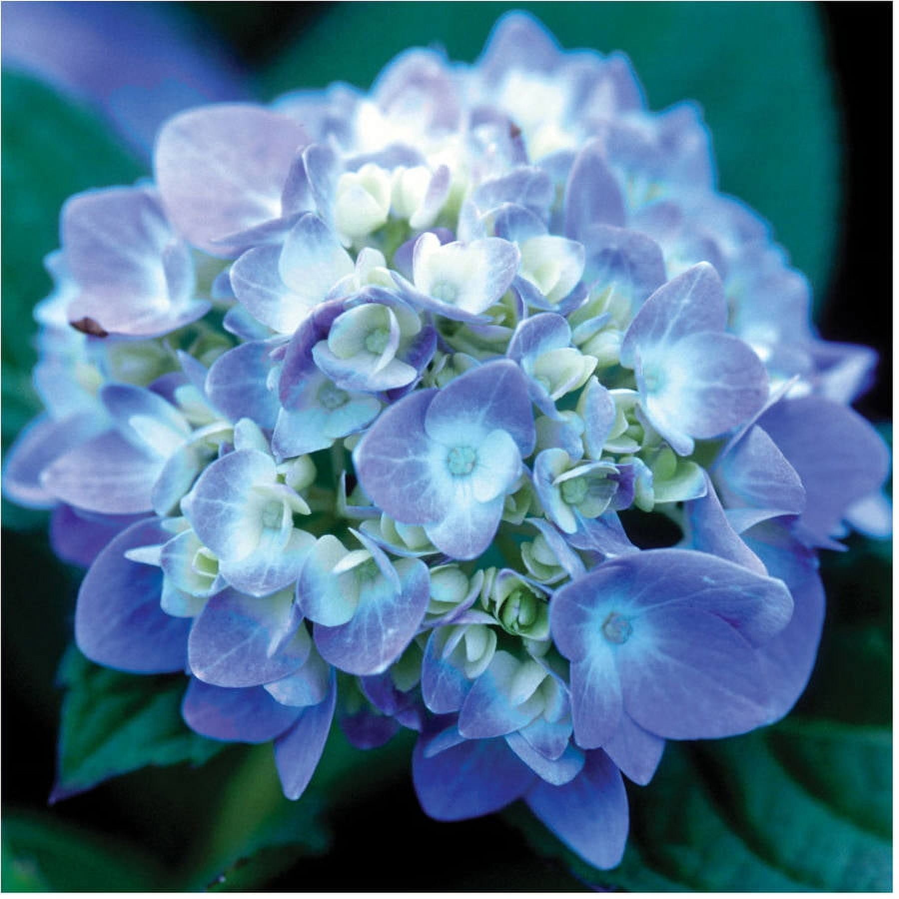 Endless Summer The Original Reblooming Hydrangea Live Shrub in 1-Gallon Grower Pot