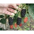 thumbnail image 4 of Thornless Blackberry Plants – Natchez Blackberry – Thornless Blackberry, 4 of 4