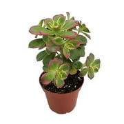 Kiwi Verde Succulent Tree - Aeonium - Easy to grow Succulent - 2.5" Pot