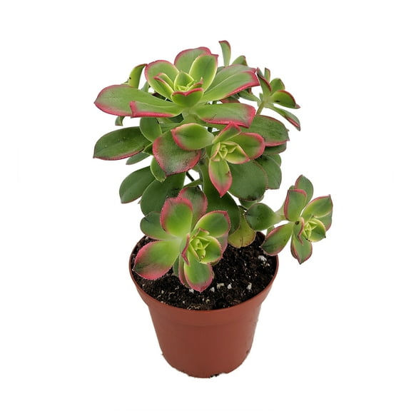 Kiwi Verde Succulent Tree - Aeonium - Succulent - 2.5" Pot Grown by Hirt's Gardens