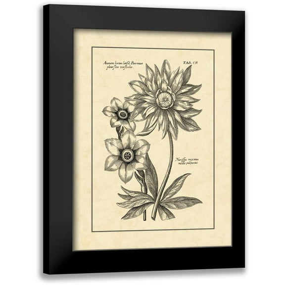 Besler, Basilius 11x14 Black Modern Framed Museum Art Print Titled - Vintage Besler I