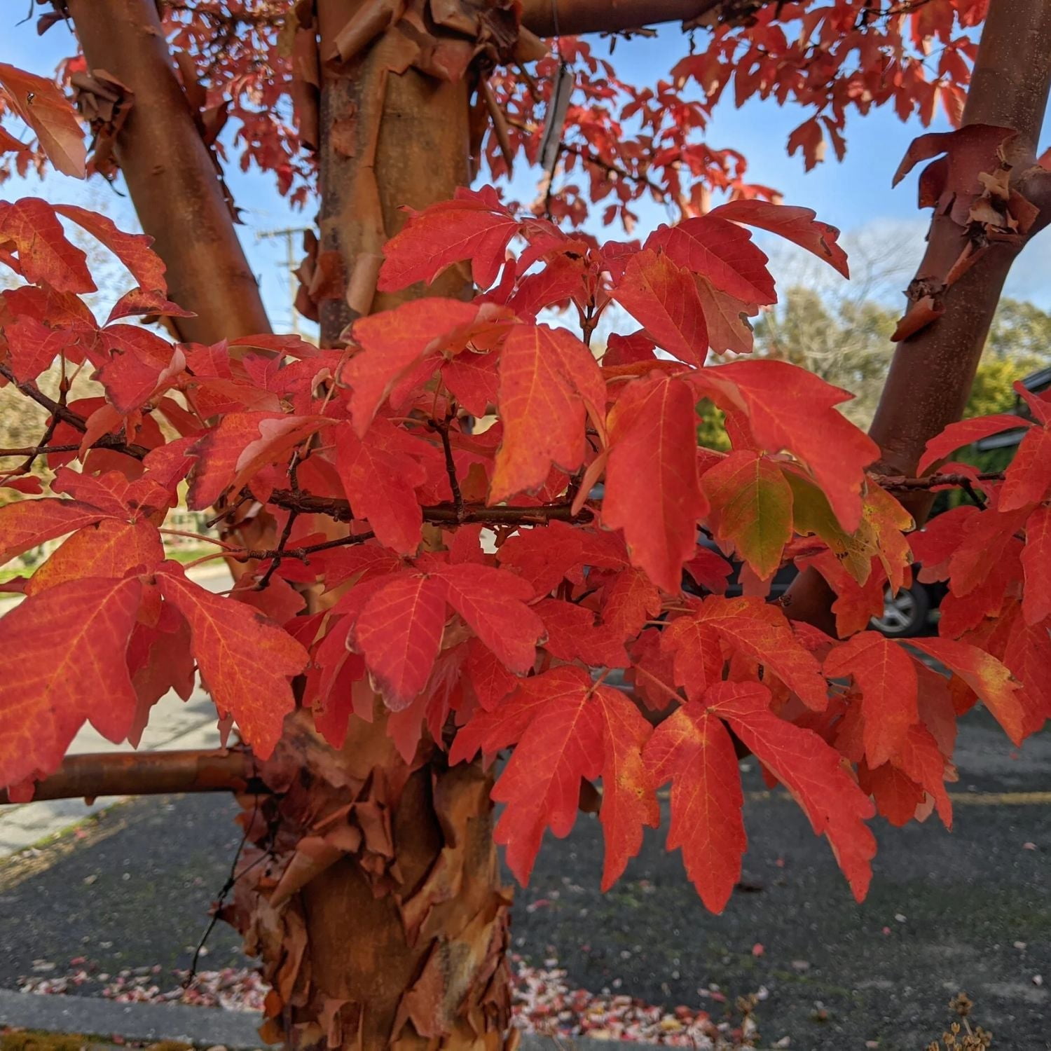 Expert Gardener 1-2' Maple Paperbark in 1 gal. Grower Pot