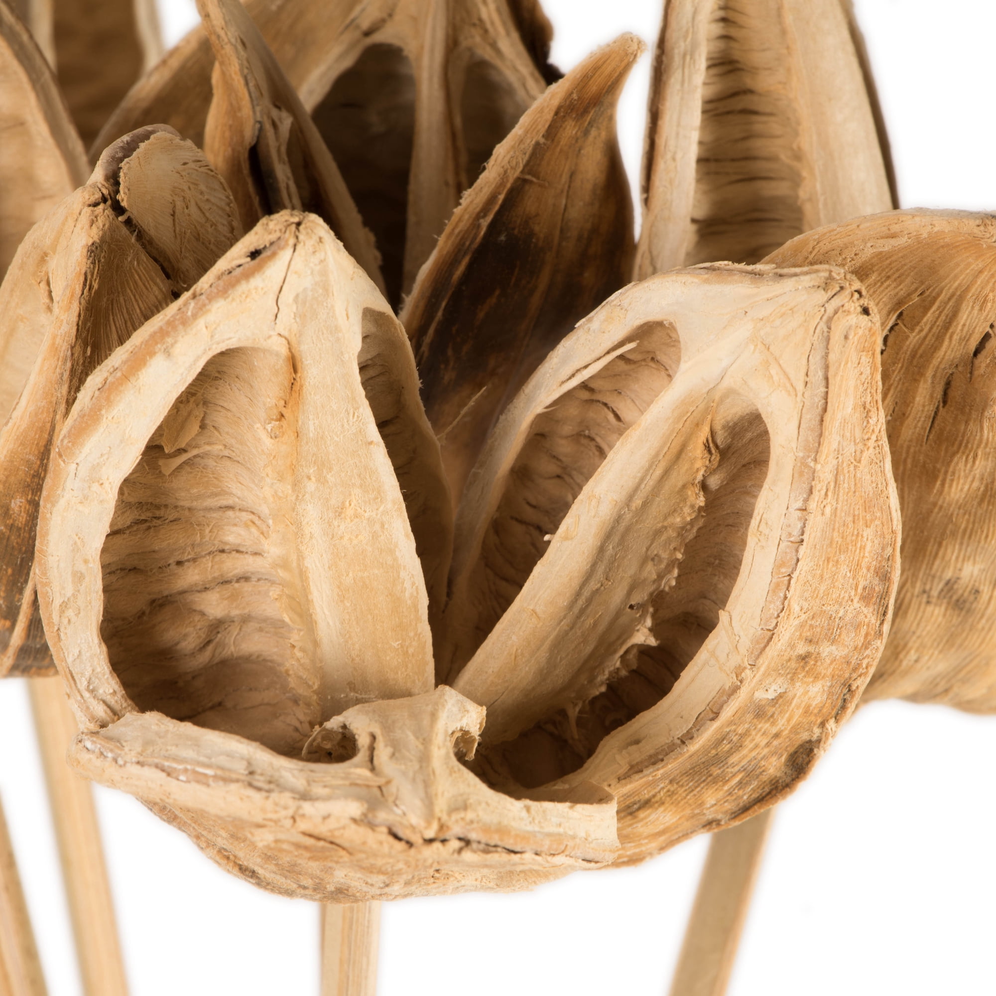 Vickerman 16" Bleached Sora Pod attached to a Wood Stem.  Includes 5 Stems per Pack, Dried