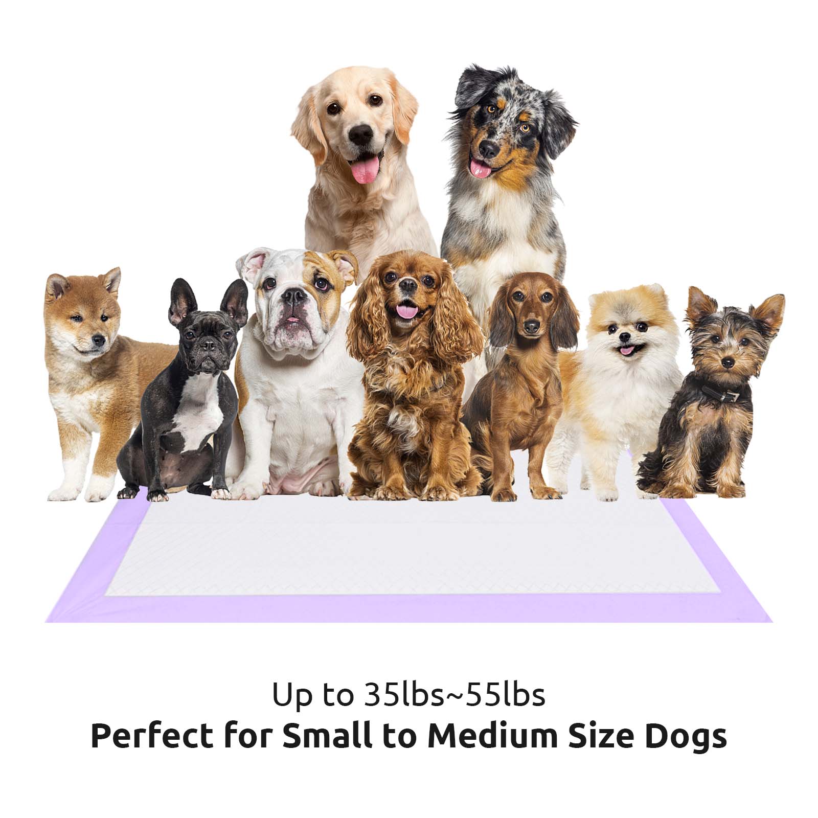 Petfamily Dog Training Pads, 23" x 24", 50ct, Lavender photo 8