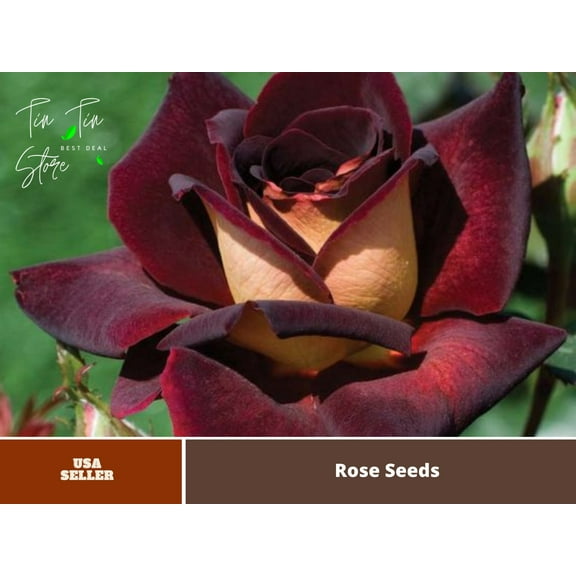 30 Rare Seeds| Rose ''Black Night '' Hybrid Tea variety rose |BUY 4 GET 1 FREE| #1140