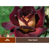 30 Rare Seeds| Rose ''Black Night '' Hybrid Tea variety rose |BUY 4 GET 1 FREE| #1140