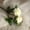 White, variant on Artificial Flowers Wedding Decor Home Floral Arrangement Single Multi-Color Plastic Artificial Rose Stem, Weather Resistant Bendable Bloom for Garden Patio Wedding Home Vase Decor