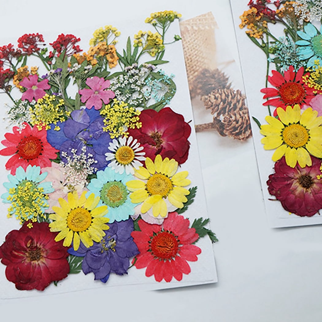 Pressed Natural Mini Dried Flowers – MakerFlo Crafts