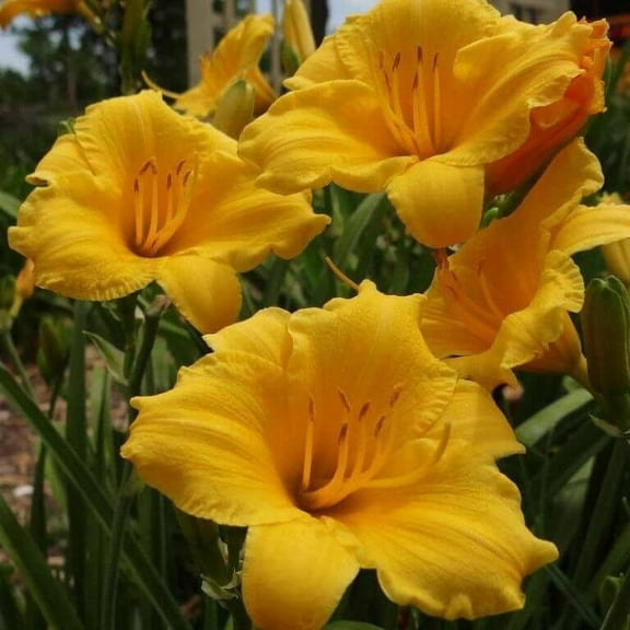 Stella De Oro Daylily in a trade gallon pot