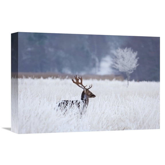 Global Gallery Allan Wallberg,'Fallow Deer In The Frozen Winter Landscape' Stretched Canvas Artwork