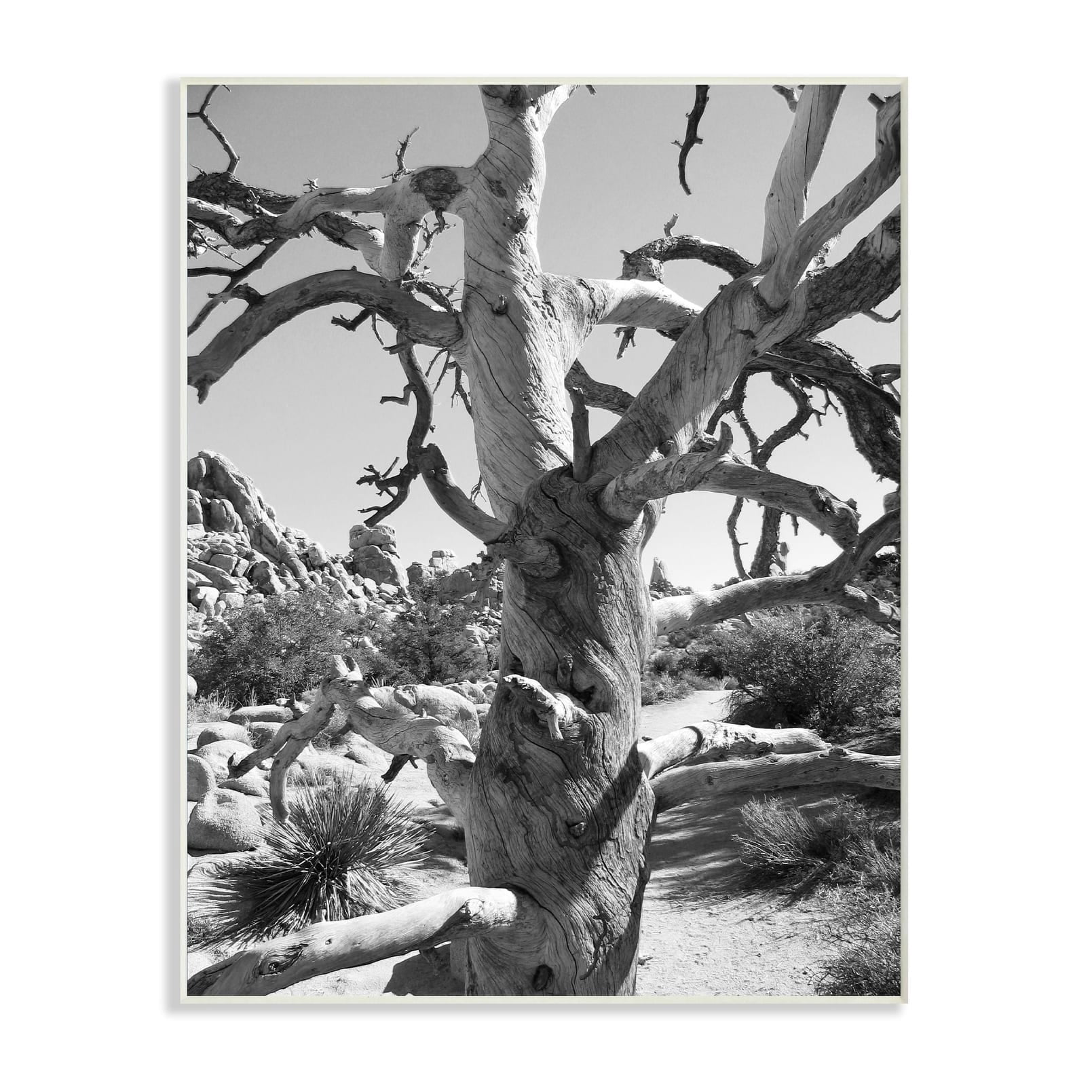 Stupell Desert Tree Photography Wall Plaque Art 13 x 19