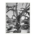 thumbnail image 2 of Stupell Desert Tree Photography Wall Plaque Art 13 x 19, 2 of 4