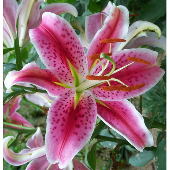(6) Large Flowering Stargazer Lily Bulbs. Pink Oriental Lily, Beautiful Perennial for Any Garden, Seeds*Bulbs*Plants*&More