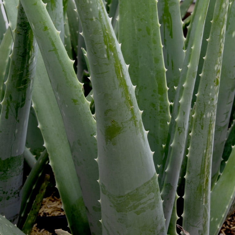Altman Plants 20 inch Live Aloe Vera Plant in 1 Gal. Grower Pot Easy Care Large Succulent