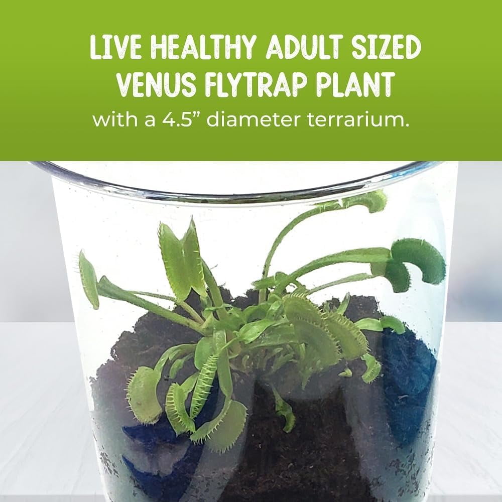 Live Venus Flytrap Kit with Carnivorous Plant Food, Tweezers & 4.5" Blue Terrarium – Indoor Bug-Eating STEM Gift for Kids & Adults Fly Trap