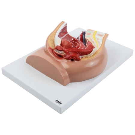 Axis Scientific 2-Part Median Section Female Pelvis Anatomy Model Includes Urinary, Vascular, Muscular Anatomy for Medical Education & Study Manual, demonstration skill, Human anatomy system miniatur