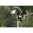 thumbnail image 2 of Welling, Dave 18x13 Gold Ornate Wood Framed with Double Matting Museum Art Print Titled - TX, Starr Co, Crested caracara taking flight, 2 of 4