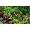 thumbnail image 5 of Sunniland 6-6-6 Lawn Fertilizer, 33 lb. Bag, 5 of 5