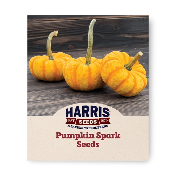 Harris Seeds Spark F1 Mini Pumpkin, Striped Ornamental Pumpkins, Treated, 25 Count
