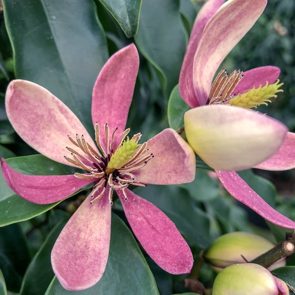 Direct Gardening Stellar Ruby Magnolia Tree Dormant Bare Root Starter Plant