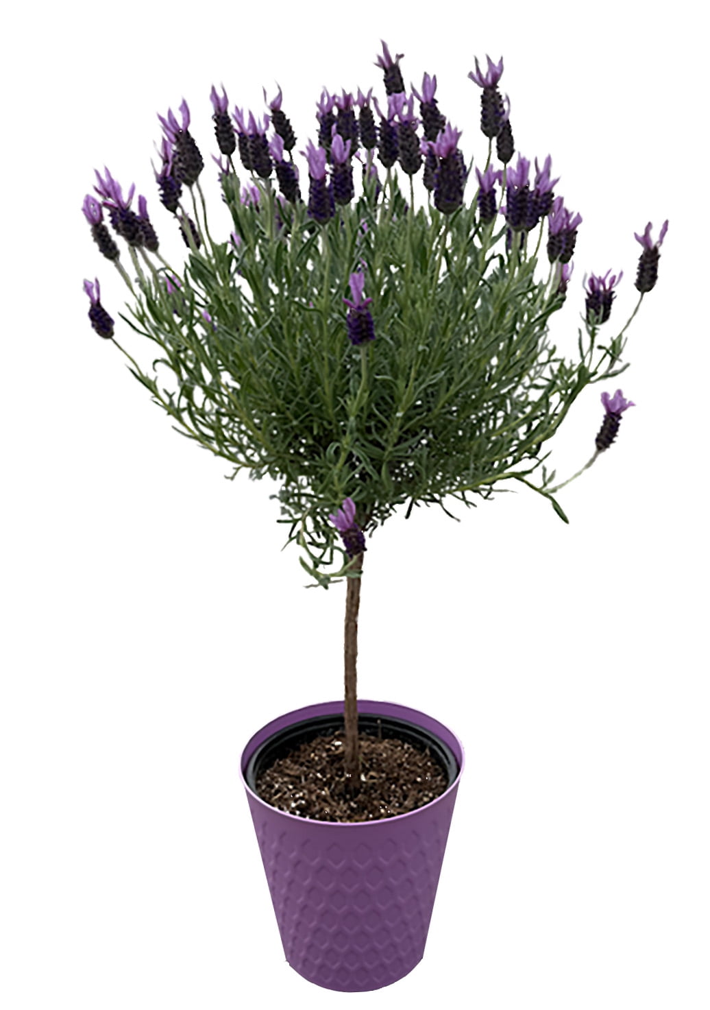 PFS 7in Lavender Tree - Live Plant in 7inch Pot (Single Item)
