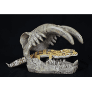 Komodo Saber Tooth Skull Decor for Aquarium or Reptile Tank, Polyresin, Aquarium Decor, Bone Color