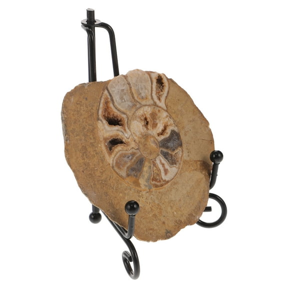 WHAMVOX 1 Set Natural Mineral Specimens Ammonite Models for Collection Home Decor Statue 3.93X3.14X2.36in