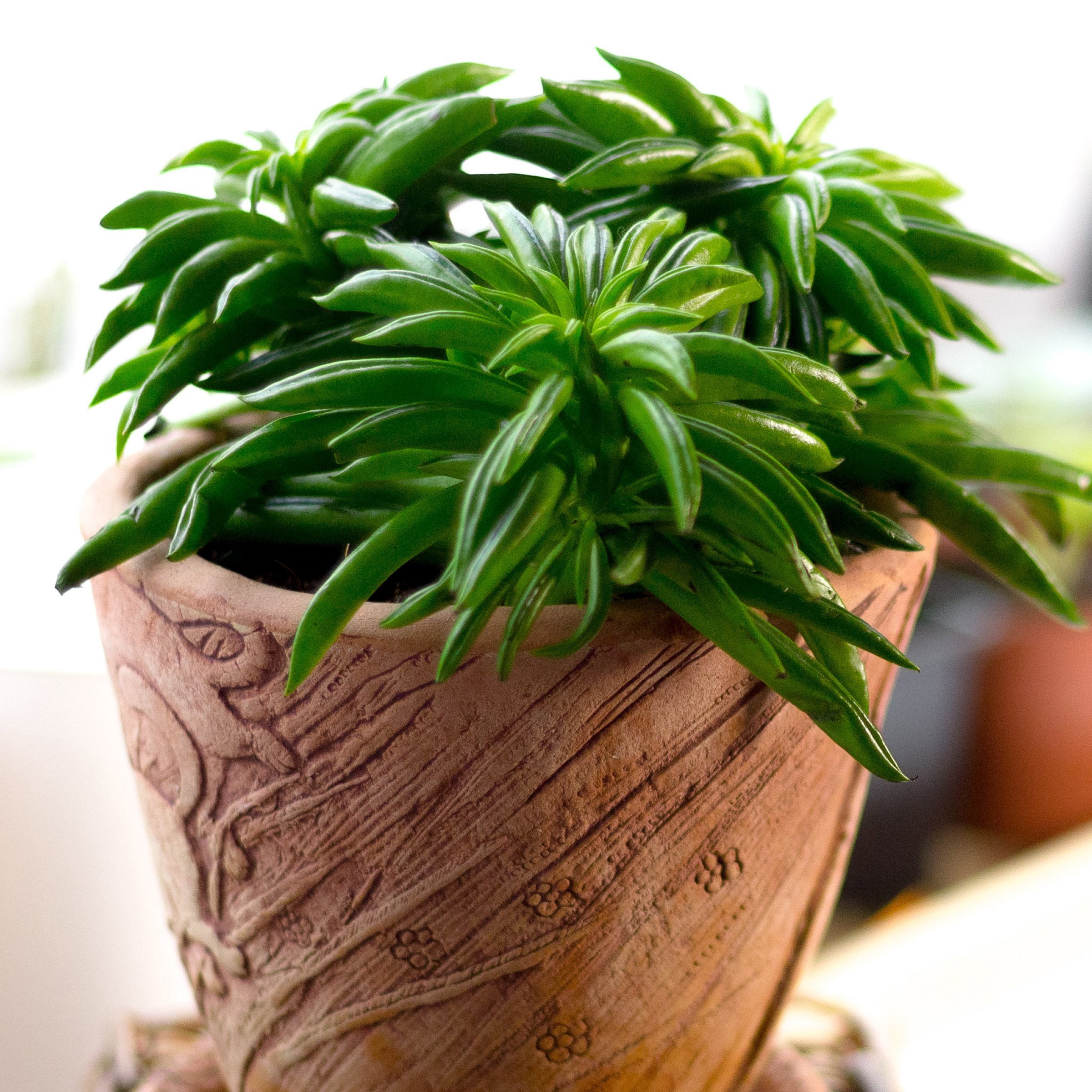 4 in. Peperomia Nevada Happy Bean Plant in Grower Container