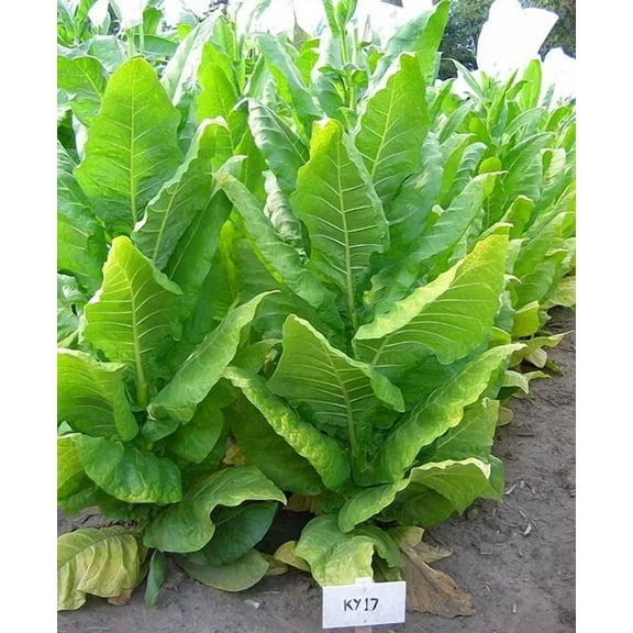 1000 KY 17 Tobacco Seeds ~ Nicotiana Tabacum ~ HEAVY Producing Burley !