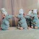 thumbnail image 5 of Anime 15cm Ratatouille Chef Remy Magnetic Plush Toy Room Decora Doll Kids Shoulder Plush Doll For Kids Birthday Gift, 5 of 5