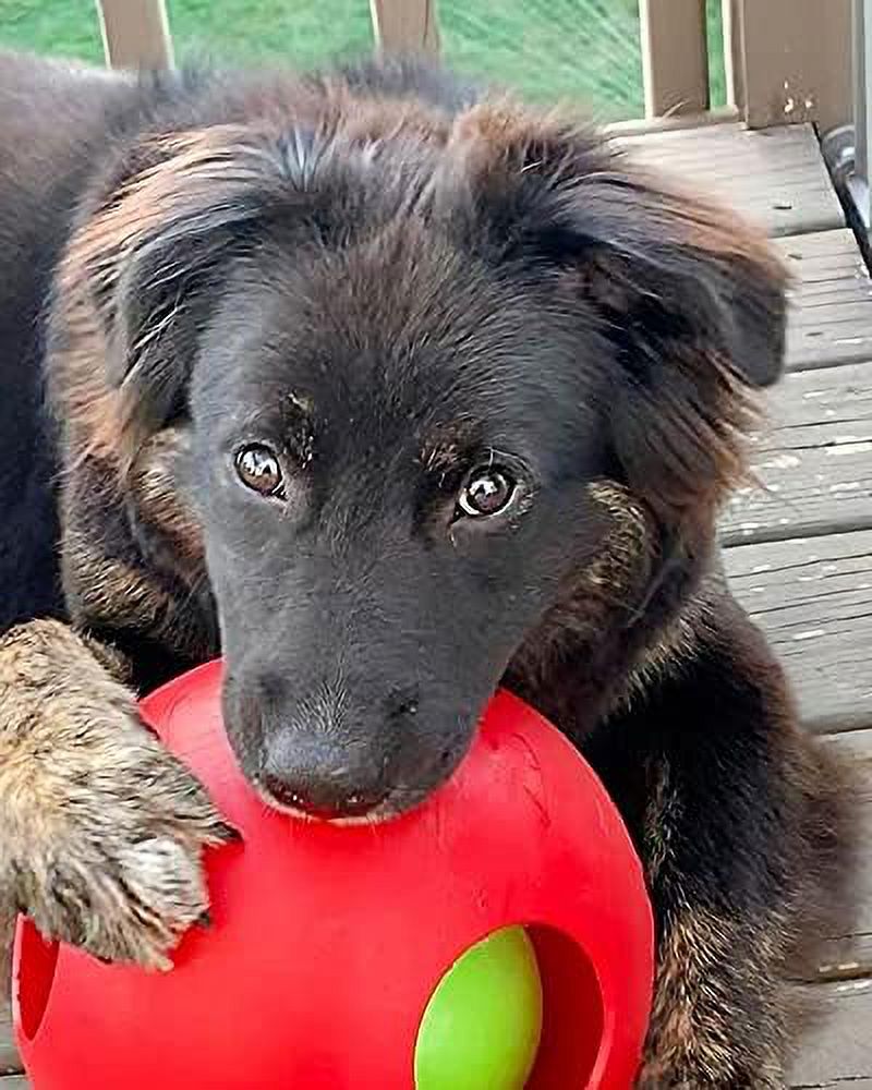 Jolly Pets Teaser Ball 8 inch Red  Hard Plastic plus Squeaker Toy for Dogs