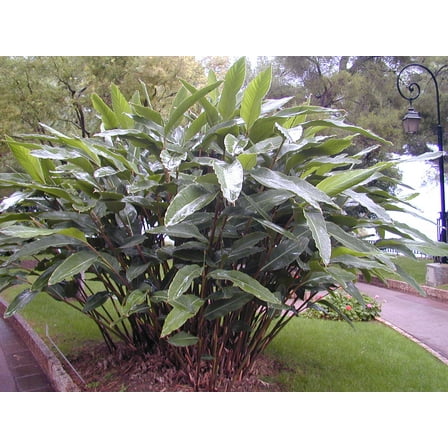 Shell Ginger Plants (Alpinia zerumbet) in a 3.5" Pot