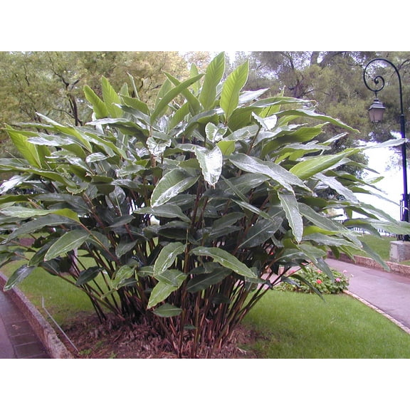 Shell Ginger Plants (Alpinia zerumbet) in a 3.5" Pot