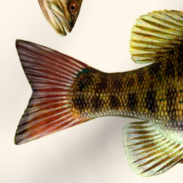 Spoonflower Fabric - Fish Bass Animal Fishing Printed on Petal